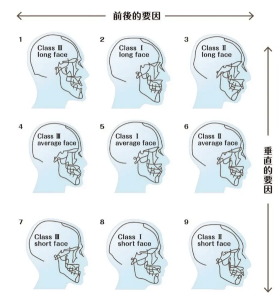 前後的要因と垂直的要因で分類した9つの顔のタイプ