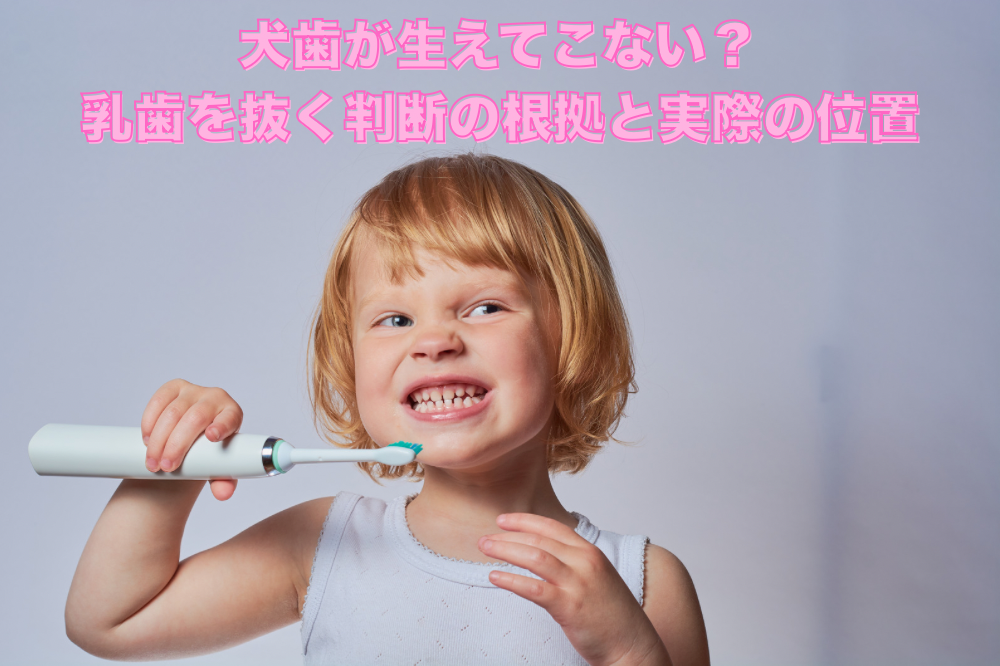 犬歯が生えてこない？乳歯を抜く判断の根拠と実際の位置