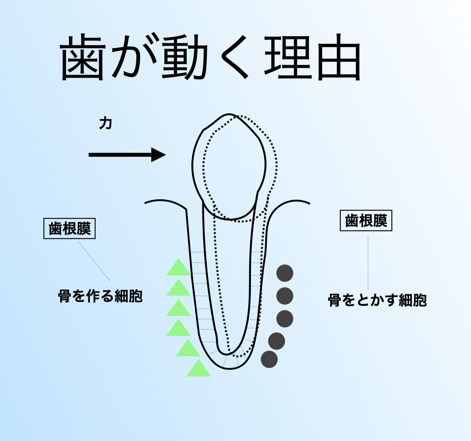 歯が動く理由の図（骨を作る細胞・骨をとかす細胞）