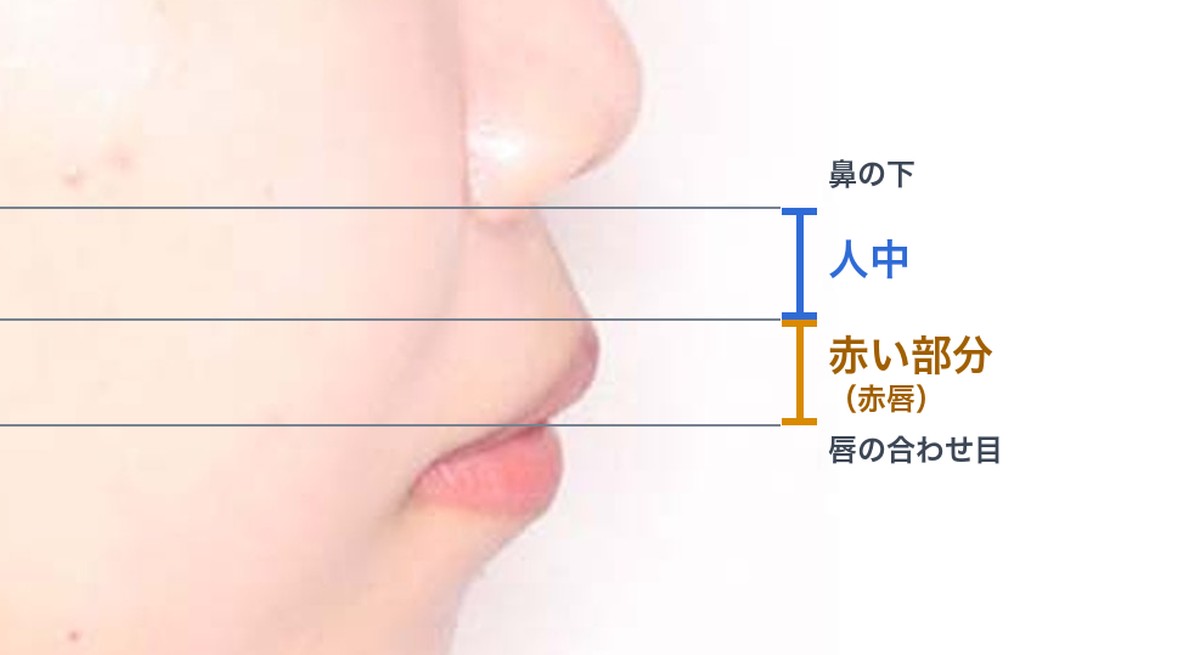 横顔の上唇。鼻の下から赤い部分の上までが人中、その下から唇の合わせ目までが赤い部分（赤唇）